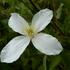plamenek-horsky-grandiflora.jpg