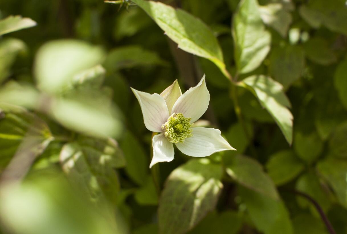 Plamének horský 'Grandiflora' - Clematis montana 'Grandiflora'