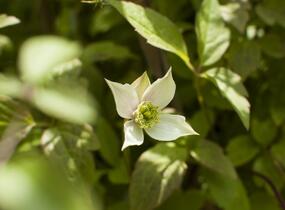 Plamének horský 'Grandiflora' - Clematis montana 'Grandiflora'