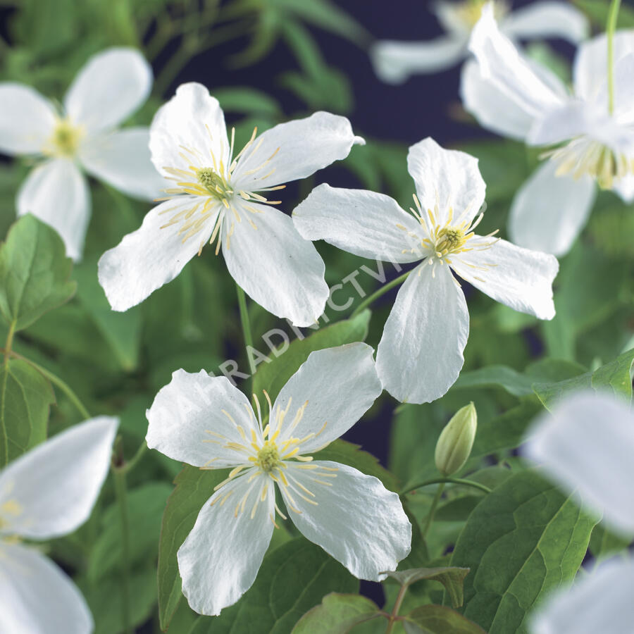 Plamének horský 'Grandiflora' - Clematis montana 'Grandiflora'