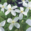 Plamének horský 'Grandiflora' - Clematis montana 'Grandiflora'