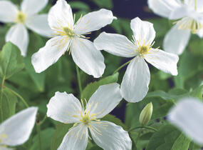 Plamének horský 'Grandiflora' - Clematis montana 'Grandiflora'