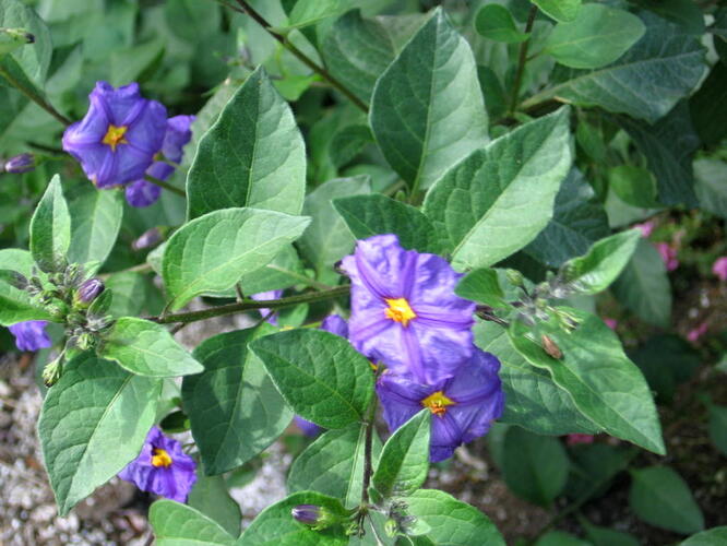 Lilek modrý 'Blau' - Solanum rantonetti 'Blau'