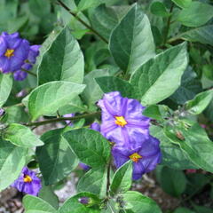 Lilek modrý 'Blau' - Solanum rantonetti 'Blau'