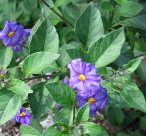 Lilek modrý 'Blau' - Solanum rantonetti 'Blau'