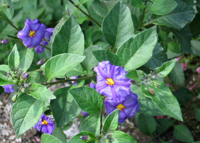 Lilek modrý 'Blau' - Solanum rantonetti 'Blau'