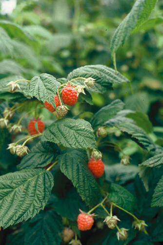 Maliník remontantní - Rubus idaeus