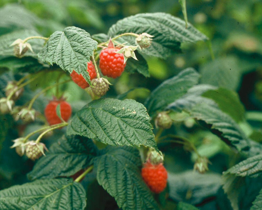 Maliník remontantní - Rubus idaeus