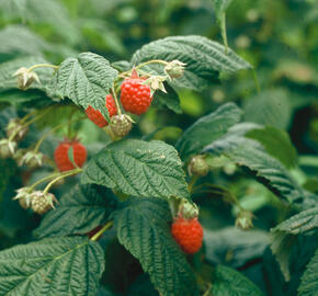 Maliník remontantní