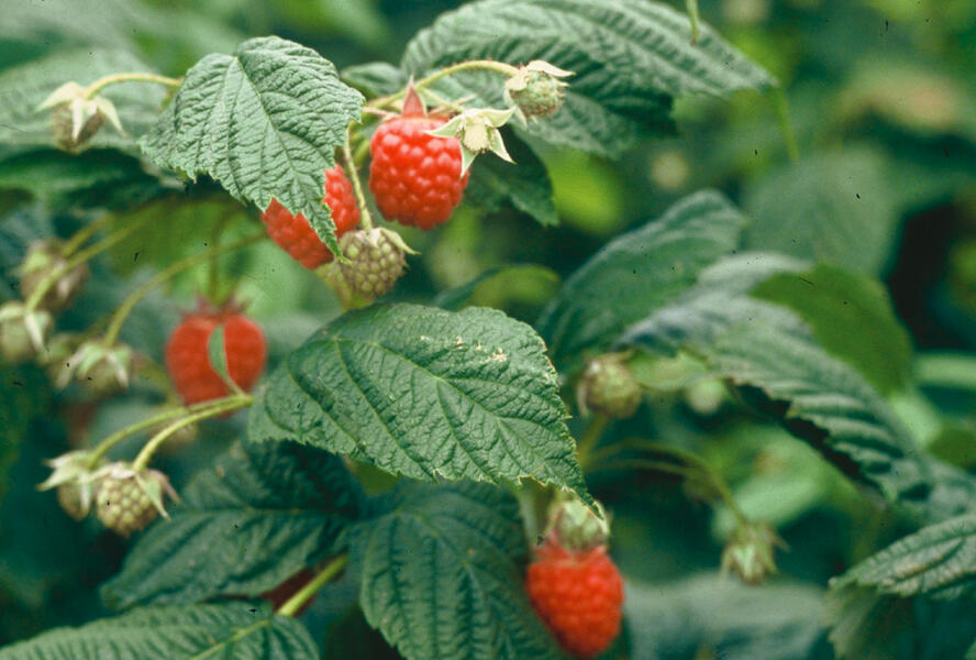 Maliník remontantní - Rubus idaeus