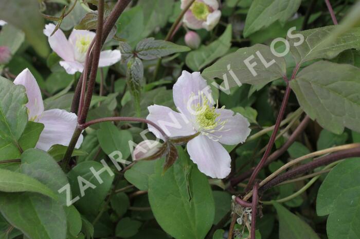 Plamének horský 'Superba' - Clematis montana 'Superba'