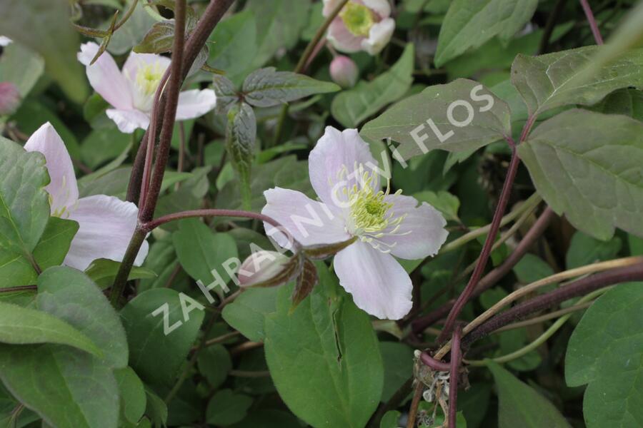 Plamének horský 'Superba' - Clematis montana 'Superba'