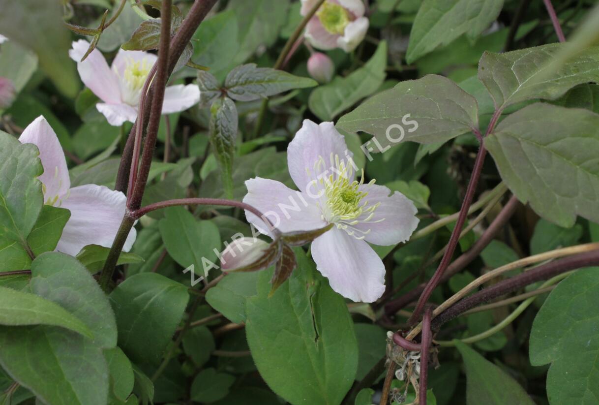 Plamének horský 'Superba' - Clematis montana 'Superba'