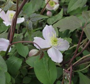 Plamének horský 'Superba' - Clematis montana 'Superba'