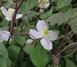 Plamének horský 'Superba' - Clematis montana 'Superba'