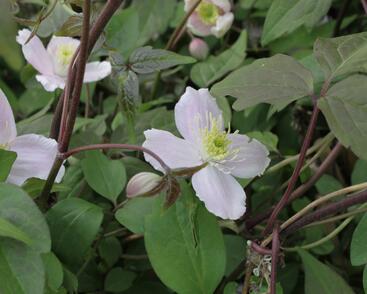 Plamének horský 'Superba'