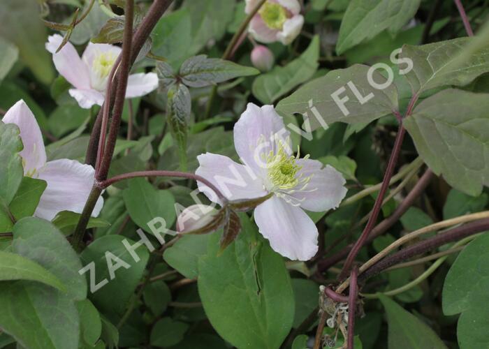 Plamének horský 'Superba' - Clematis montana 'Superba'