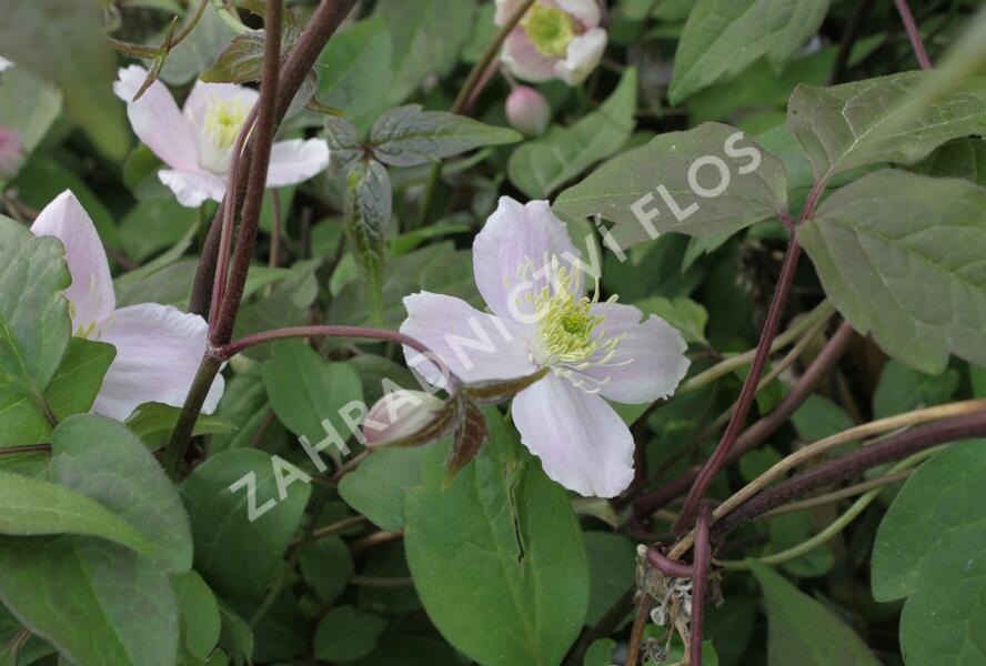 Plamének horský 'Superba' - Clematis montana 'Superba'