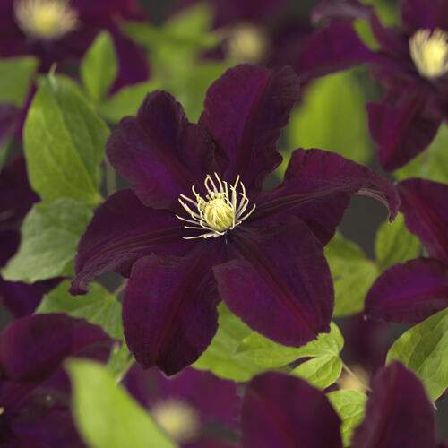 Plamének 'Warszawska Nike' - Clematis 'Warszawska Nike'