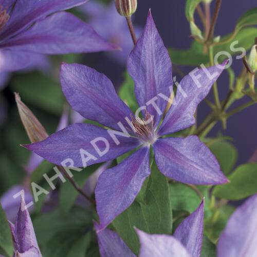 Plamének 'Dorothy Walton' - Clematis 'Dorothy Walton'