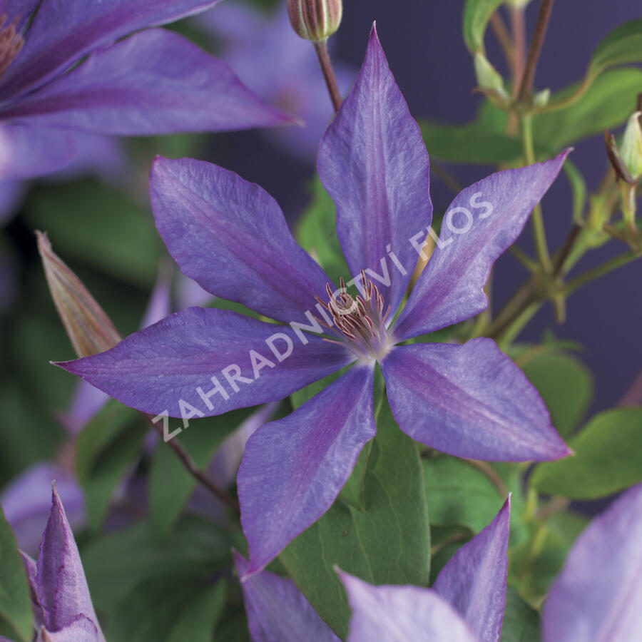 Plamének 'Dorothy Walton' - Clematis 'Dorothy Walton'