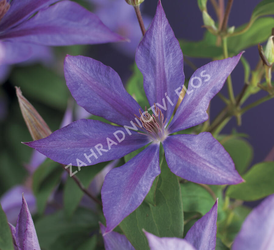 Plamének 'Dorothy Walton' - Clematis 'Dorothy Walton'