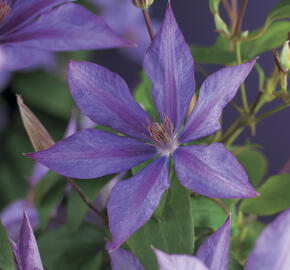 Plamének 'Dorothy Walton' - Clematis 'Dorothy Walton'