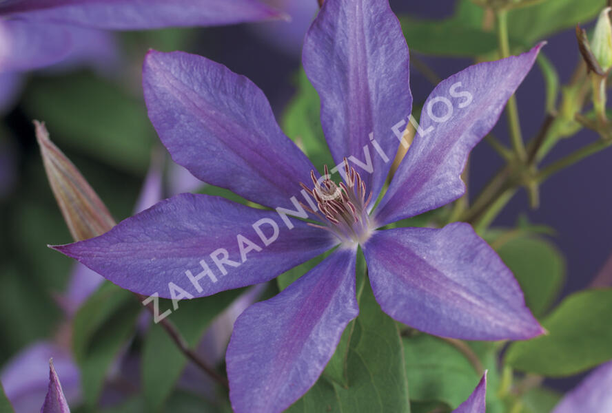Plamének 'Dorothy Walton' - Clematis 'Dorothy Walton'