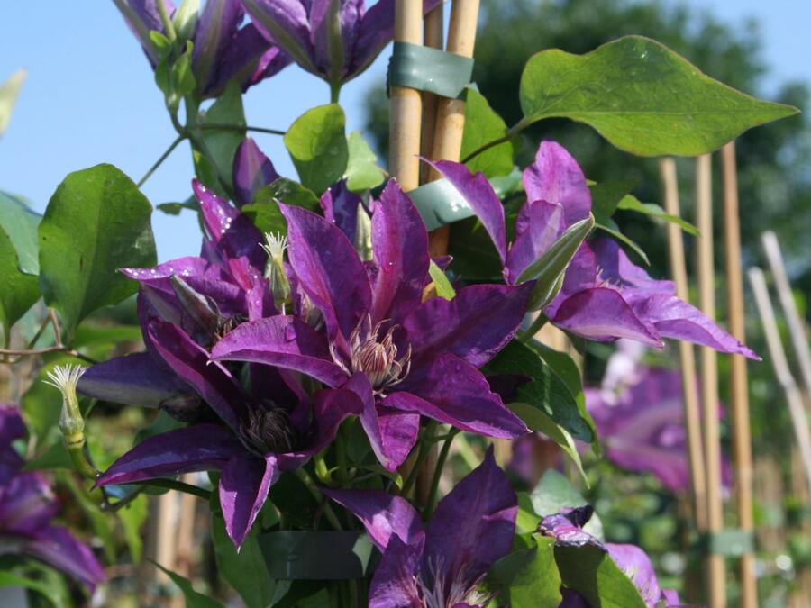Plamének 'Star of India' - Clematis 'Star of India'
