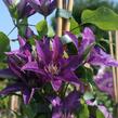 Plamének 'Star of India' - Clematis 'Star of India'