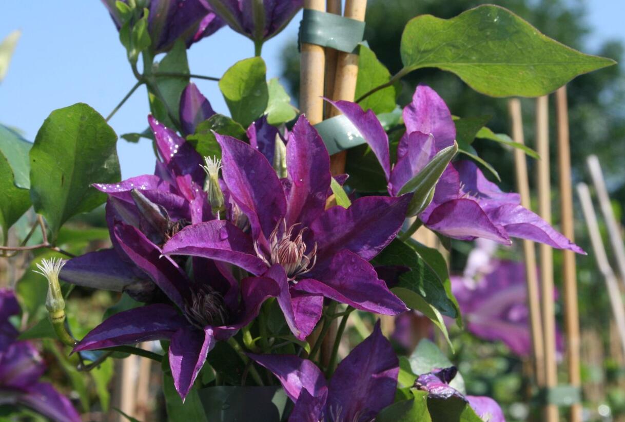 Plamének 'Star of India' - Clematis 'Star of India'