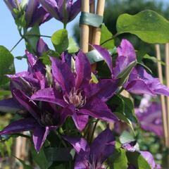Plamének 'Star of India' - Clematis 'Star of India'