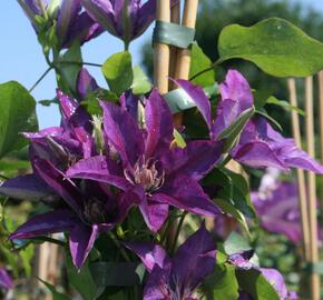 Plamének 'Star of India' - Clematis 'Star of India'