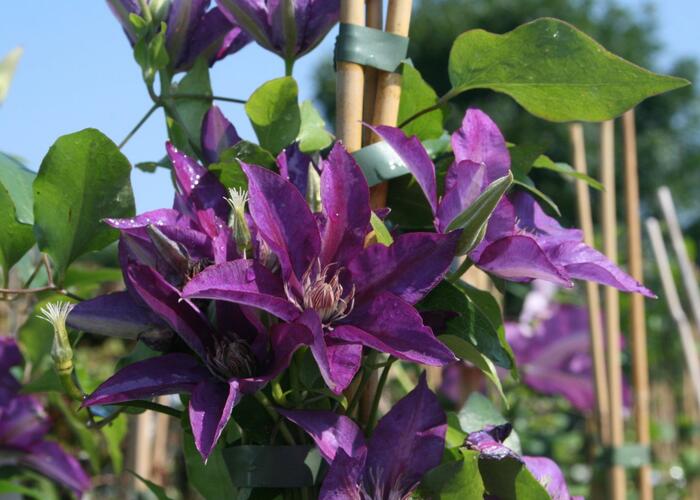 Plamének 'Star of India' - Clematis 'Star of India'