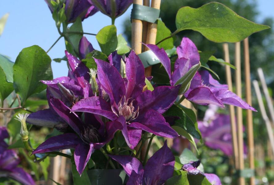 Plamének 'Star of India' - Clematis 'Star of India'