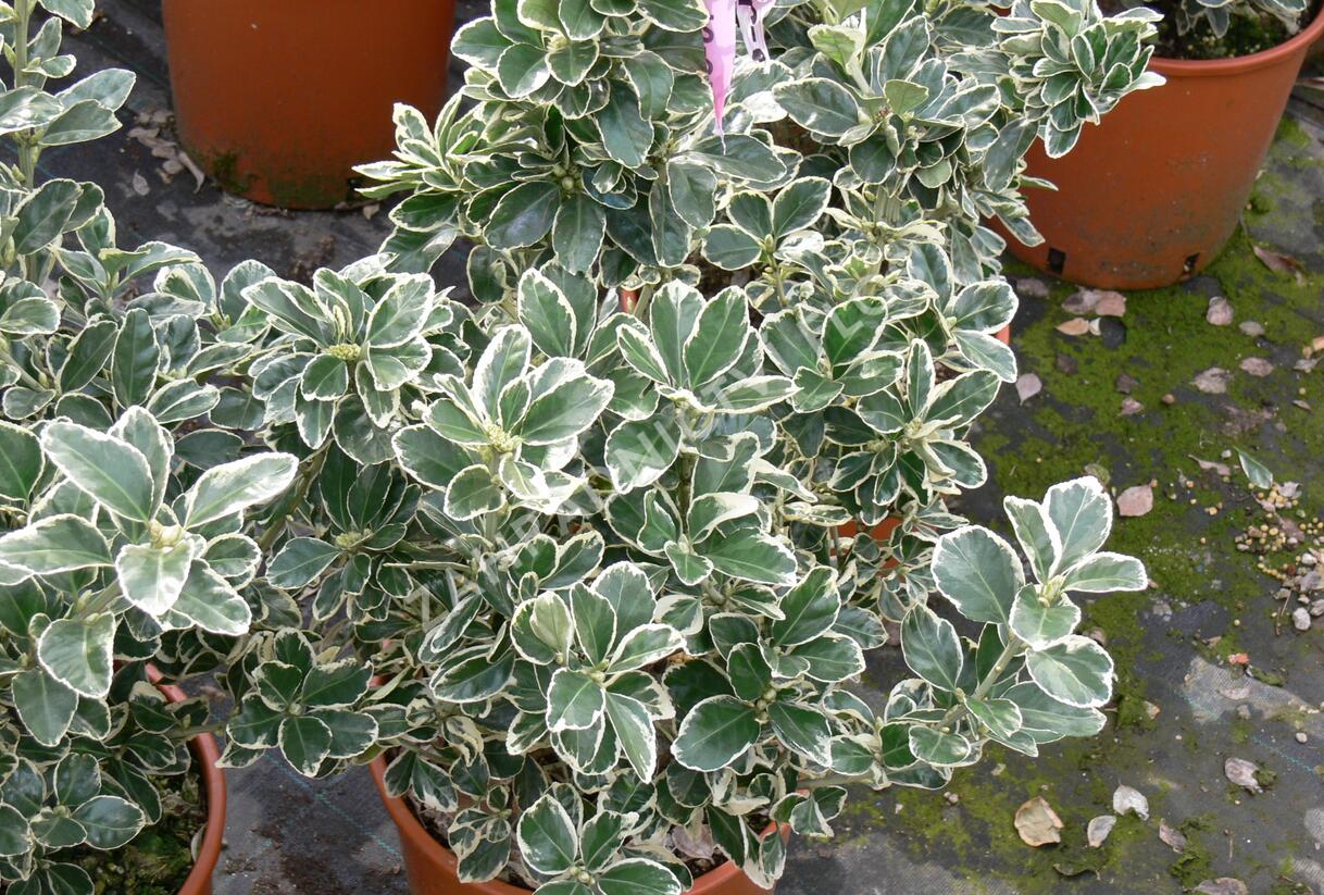 Brslen japonský 'Kathy' - Euonymus japonicus 'Kathy'