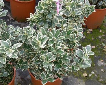 Brslen japonský 'Kathy'