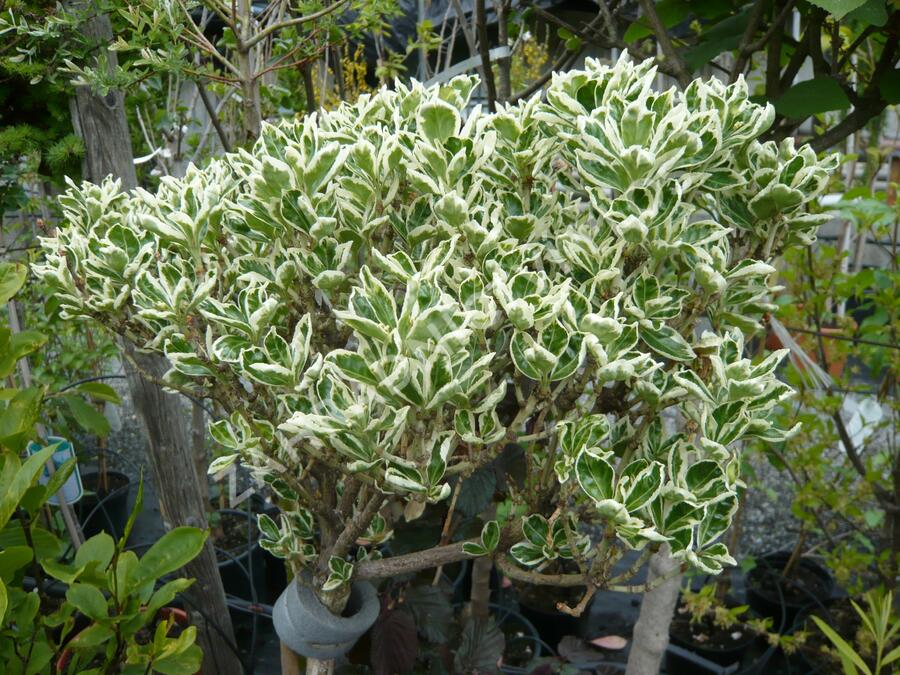 Brslen japonský 'Kathy' - Euonymus japonicus 'Kathy'