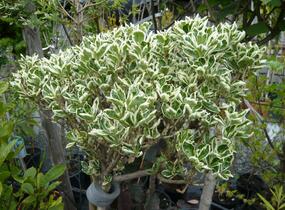Brslen japonský 'Kathy' - Euonymus japonicus 'Kathy'