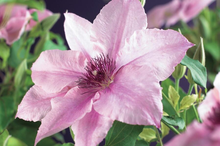 Plamének 'Pink Fantasy' - Clematis 'Pink Fantasy'