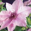 Plamének 'Pink Fantasy' - Clematis 'Pink Fantasy'