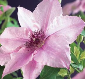 Plamének 'Pink Fantasy' - Clematis 'Pink Fantasy'