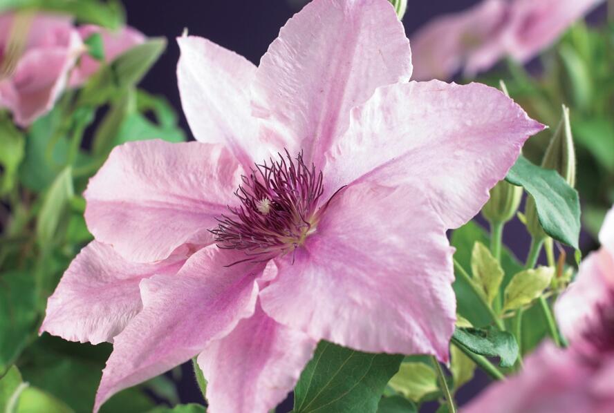 Plamének 'Pink Fantasy' - Clematis 'Pink Fantasy'