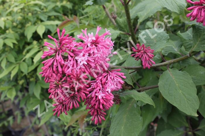 Šeřík 'Miss Canada' - Syringa 'Miss Canada'