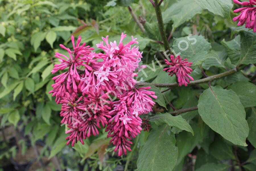 Šeřík 'Miss Canada' - Syringa 'Miss Canada'