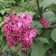 Šeřík 'Miss Canada' - Syringa 'Miss Canada'