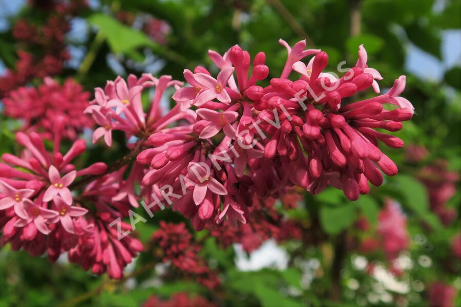 Šeřík 'Miss Canada' - Syringa 'Miss Canada'
