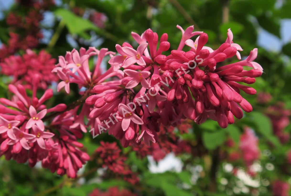 Šeřík 'Miss Canada' - Syringa 'Miss Canada'