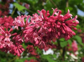 Šeřík 'Miss Canada' - Syringa 'Miss Canada'