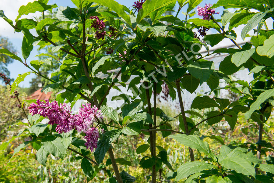 Šeřík 'Miss Canada' - Syringa 'Miss Canada'